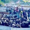 वडासैँलाई लक्षित गरी पोखरामा भेडाच्याङ्ग्राको हाटबजार