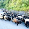 दसैँका च्याङ्ग्राको मूल्य महँगो, रोज्जाकै ५० हजार