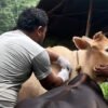 बाँकेका चार स्थानीय तहमा लम्पी स्किन रोगविरुद्ध खोप अभियान