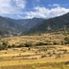 जुम्लामा मार्सीधान काट्ने चटारो