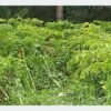 महोत्तरीमा ओल किसानको व्यस्तता बढ्यो