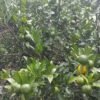 सुन्तलामा रोग लागेपछि किसान चिन्तामा